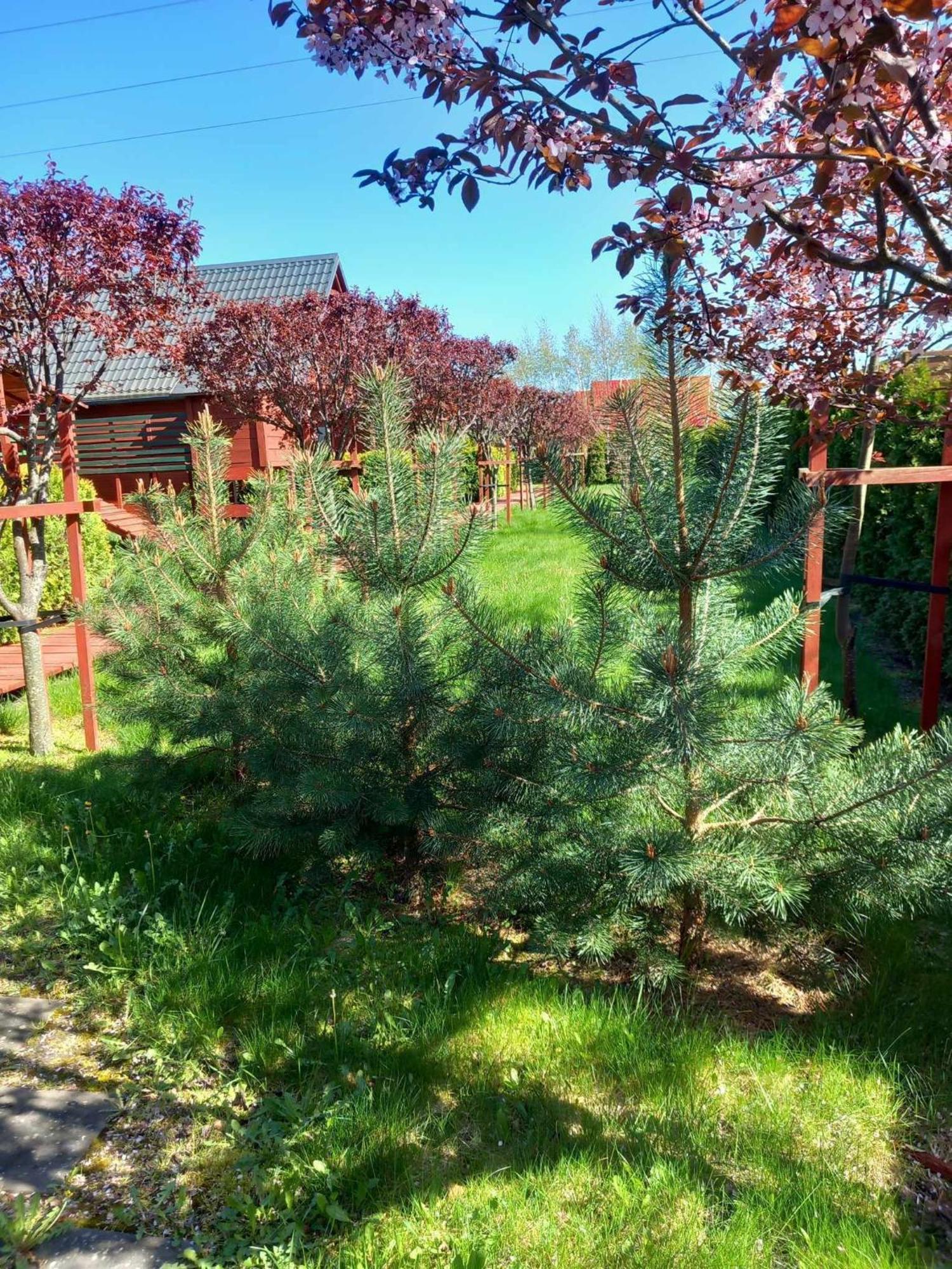 Mandarynka Ow Villa Jarosławiec Buitenkant foto